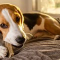 犬の歯が折れてしま…