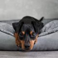 犬がヘルニアになり…