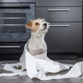 犬が『ウンチ』を隠…