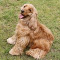 垂れ耳のかわいい犬5…