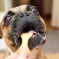犬におやつを与える…