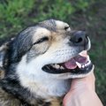 犬にしてはいけない…