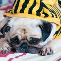 犬が突然吠えなくな…