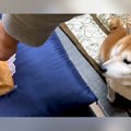 柴犬の前で食パンを…