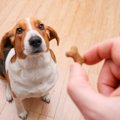 犬へのおやつ、与え…