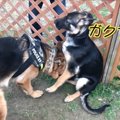 犬見知りのシェパー…