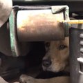 怯えきった大型犬を…