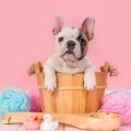犬はお風呂に毎日入…