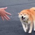 普段は素っ気ない犬…