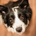 犬を叱るのと褒める…