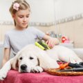 愛犬に合ったブラシ…