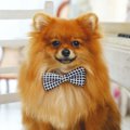 犬の飼い主が必ず意…