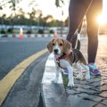 犬の『夏場の散歩』…