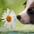 犬がにおいを嗅いで…