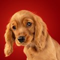 犬が苦手だと思う『…