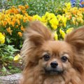 うちの犬が教えてく…