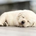 犬を飼う時に初日か…