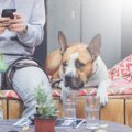犬の飼い主が周りに…