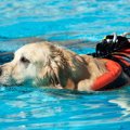 犬が行動を抑制する…