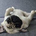 犬がおならを頻繁に…