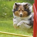 犬の運動能力を左右…