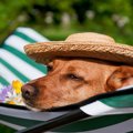 愛犬と泊まれる宿で…