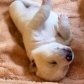 7個あるべき骨が、生…