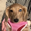 お散歩が嫌いなのは…