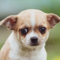 『繊細な犬』が見せ…