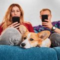 犬が悲しんでいる『…
