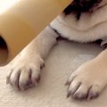 『マフィアみたい』…