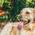 犬の嗅覚で農業をサ…