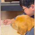 大型犬が『お兄ちゃ…