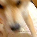 パパの帰宅に気付か…