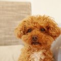 トイプードルはなぜ…