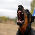愛犬がイケメンだと…