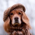 犬が服を着たがらな…