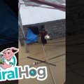 洪水にのまれる家か…