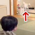 赤ちゃんが『別の部…