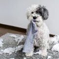 なぜ犬は『靴下が好…