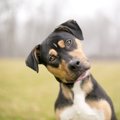 犬は人間の言葉の微…