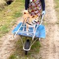 犬が『田植えのお手…