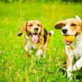 犬同士が遊びでよく…