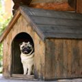 犬の外飼は問題ない…