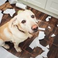 犬の気持ちを大切に…