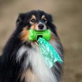 犬のお散歩バッグに…