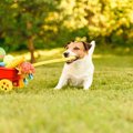 犬との遊び時間は何…