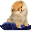 犬が座る時にクルッ…