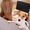 犬が考えている『飼…