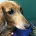愛犬の血流障害とリ…